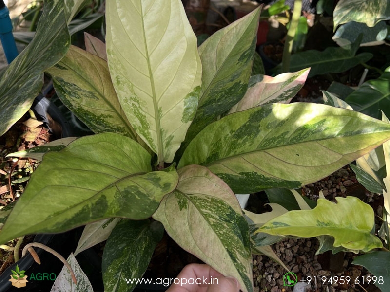Anthurium-Hookeri-Variegata4