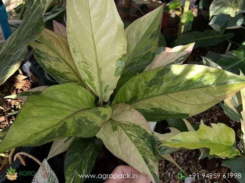 Anthurium-Hookeri-Variegata4
