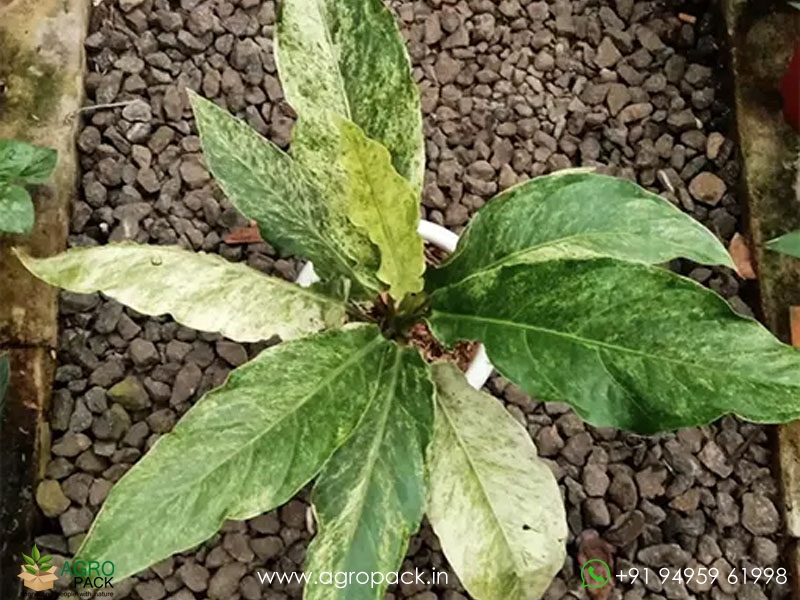 Anthurium-Hookeri-Variegata5