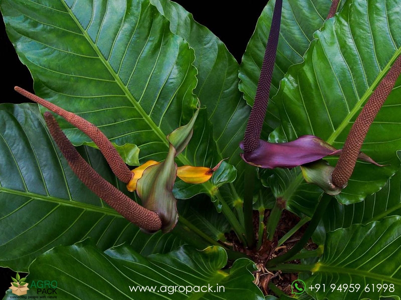 Anthurium-Hookeri1