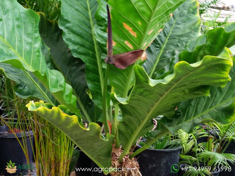 Anthurium-Hookeri2