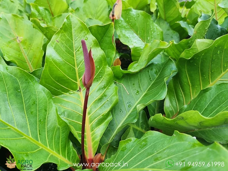 Anthurium-Hookeri3