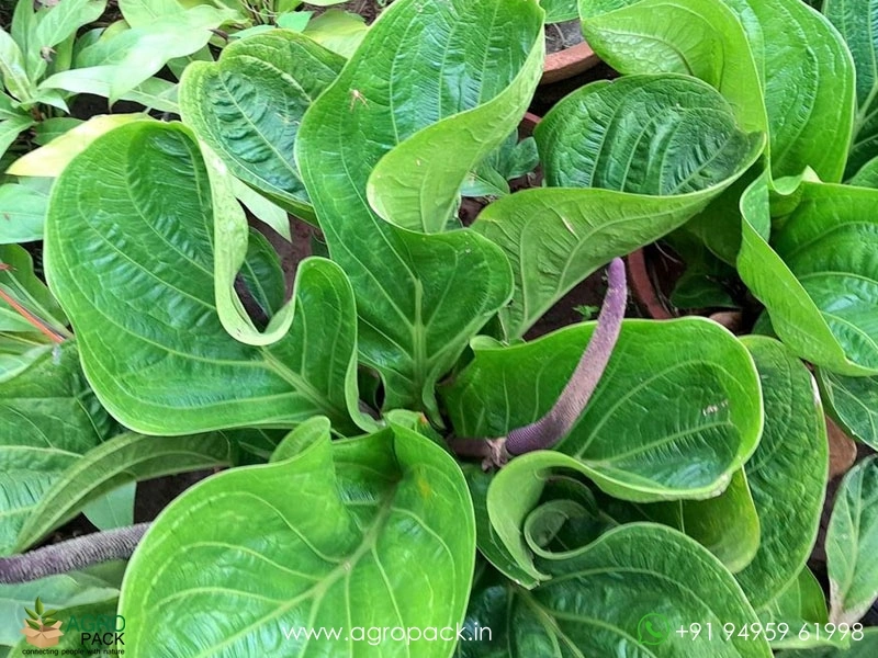 Anthurium-Jenmani-Cobra1