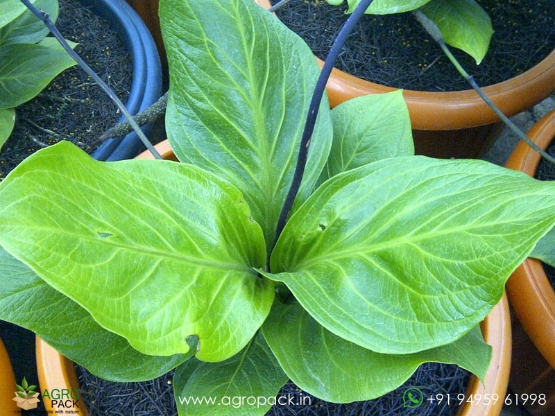 Anthurium-Jenmani-Cobra2