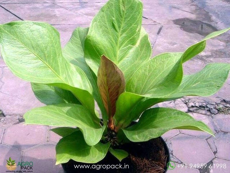 codiaeum croton mammy Croton Mammy - Codiaeum Variegatum | Crotons for Sale