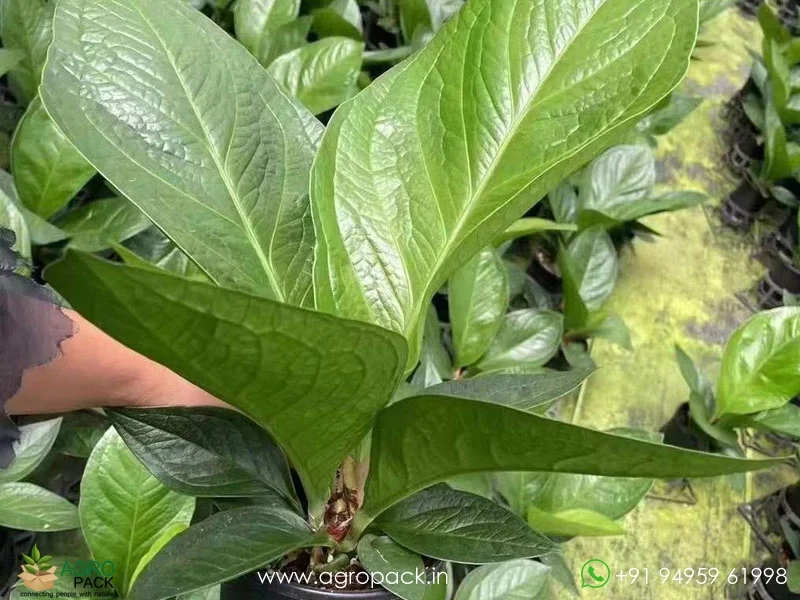 Anthurium-Jenmanii3