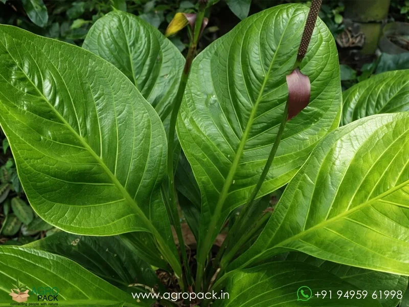 Anthurium-Jenmanii4