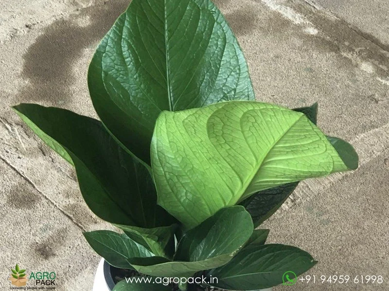 Anthurium-Jenmanii5