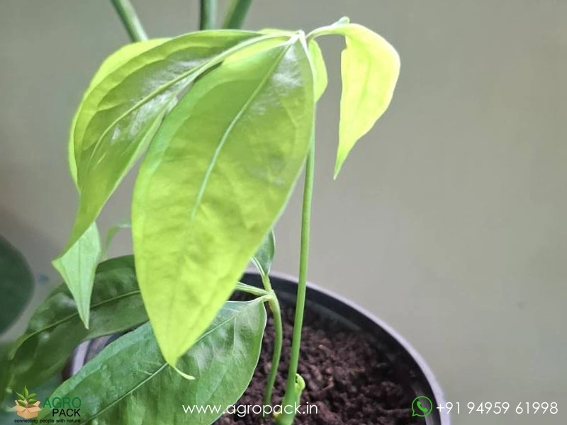 Anthurium Kunthii Plant For Sale In India | Online plant nursery