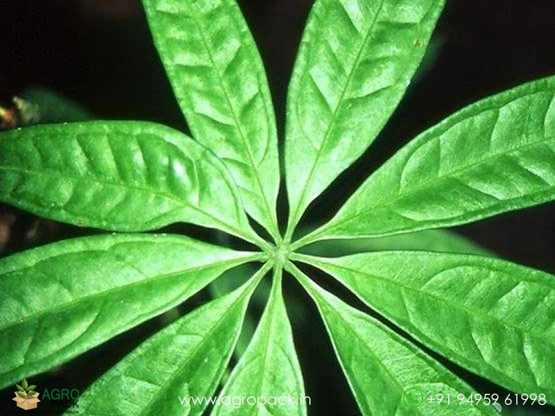 Anthurium-Kunthii5