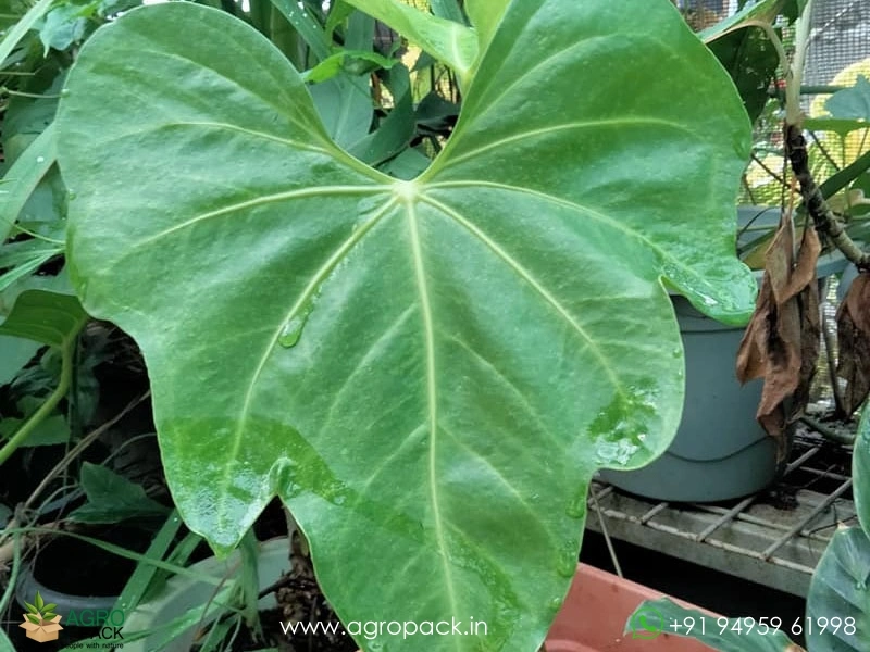 Anthurium Macrolobium Plant For Sale In India | Online plant nursery