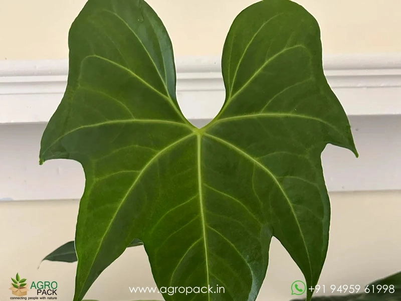Anthurium Macrolobium Plant For Sale In India | Online plant nursery