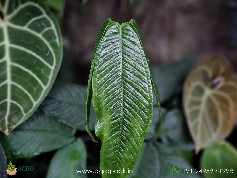 Anthurium-Moonenii1