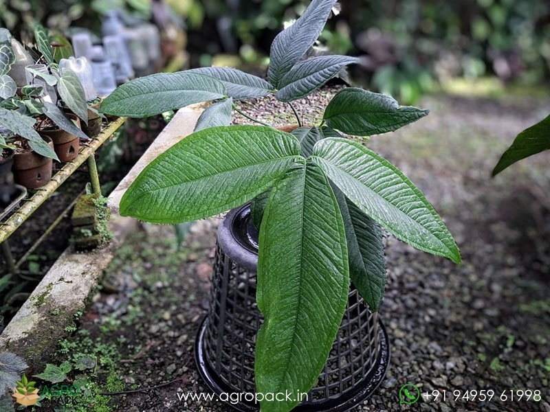 Anthurium-Moonenii2