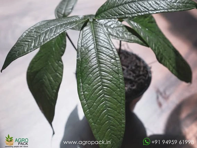 Anthurium-Moonenii3