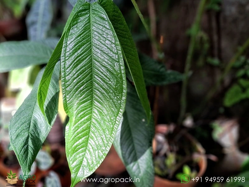 Anthurium-Moonenii4