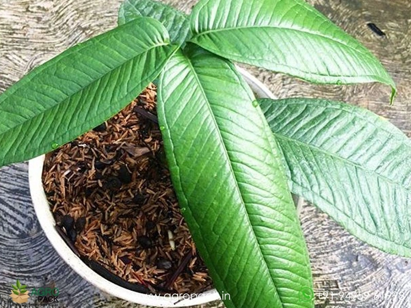 Anthurium-Moonenii5