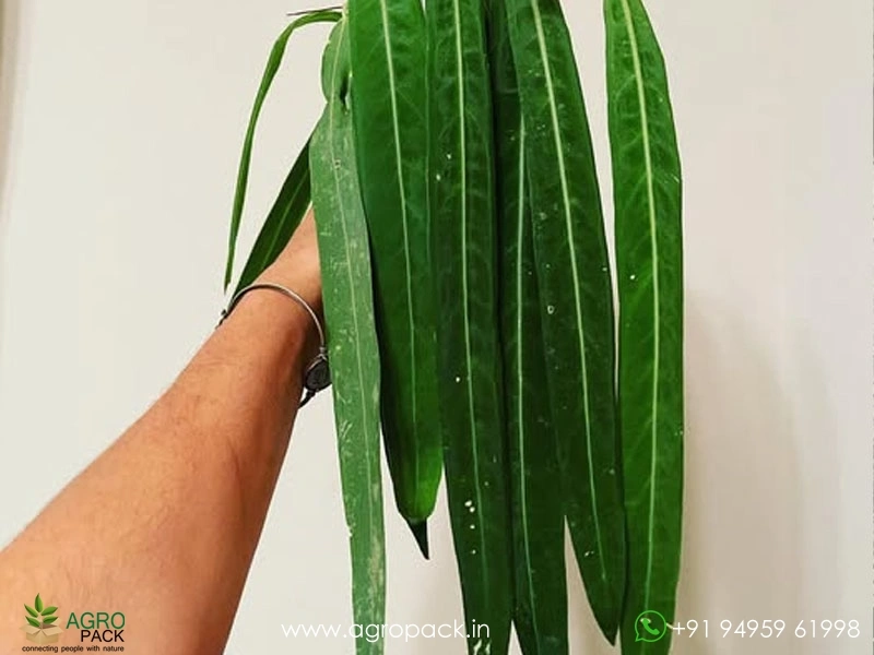 Anthurium-Pallidiflorum1