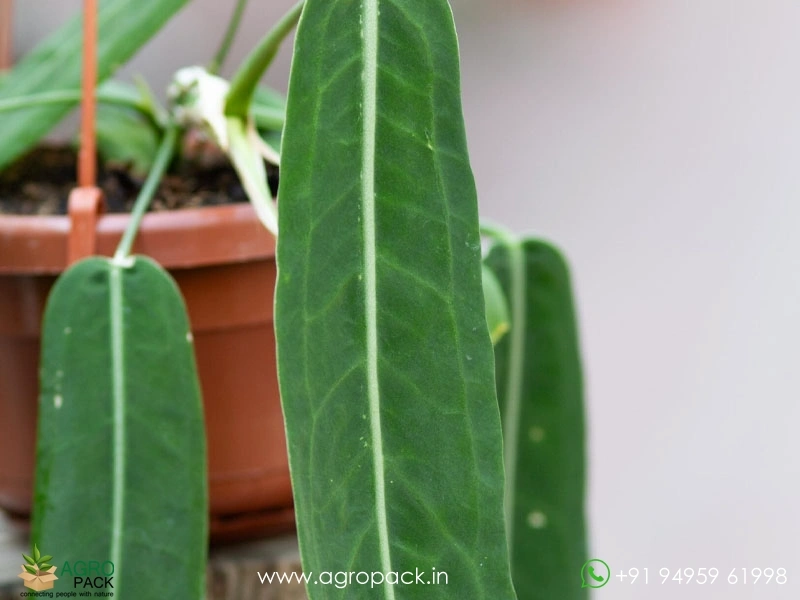 Anthurium-Pallidiflorum3