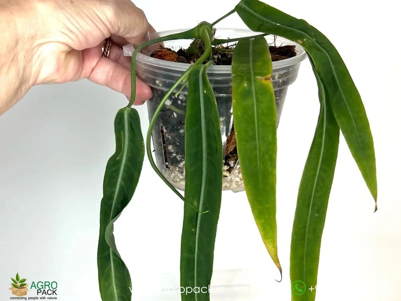Anthurium-Pallidiflorum4