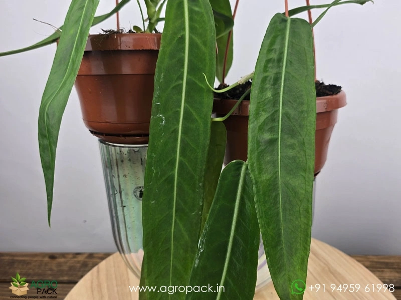 anthurium vittarifolium Runo Plants | Rare & Collectors' Plants main image 0