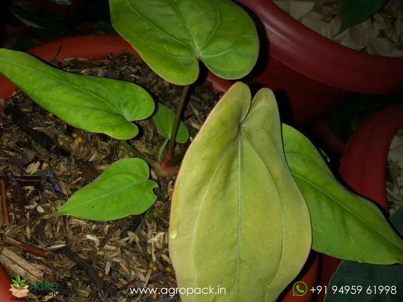 Anthurium-Papillilaminum-Golden1
