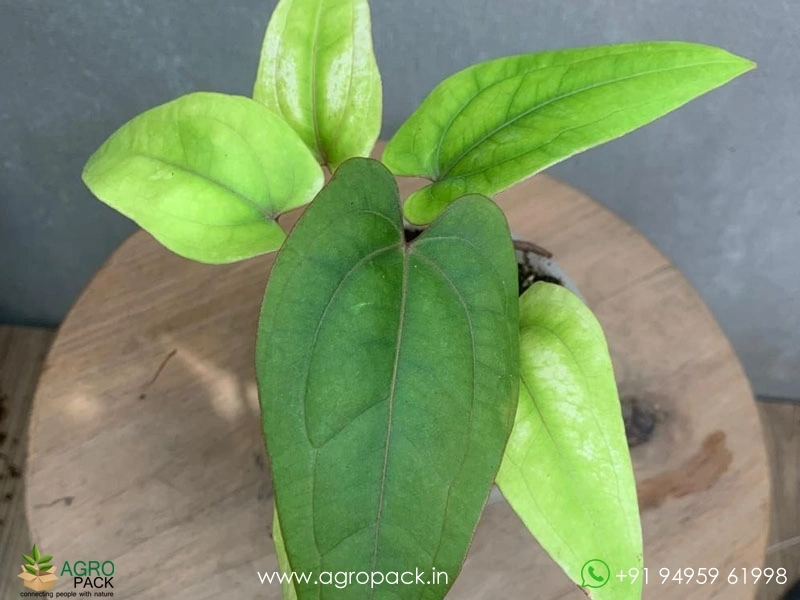 Anthurium-Papillilaminum-Golden2