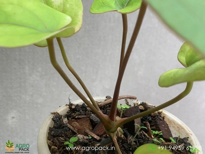 Anthurium-Papillilaminum-Golden3