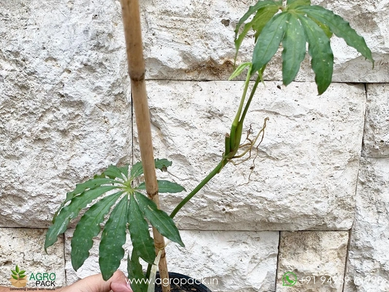 Anthurium-Polystichum1