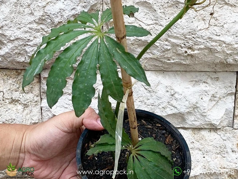 Anthurium-Polystichum3