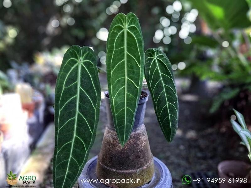Anthurium-Queen-Warocqueanum-Dark-Narrow1