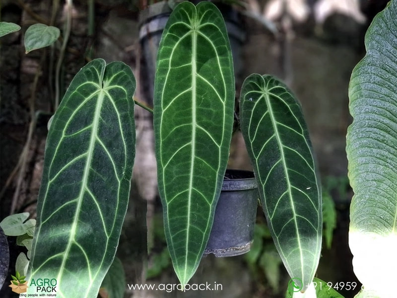 Anthurium-Queen-Warocqueanum-Dark-Narrow2