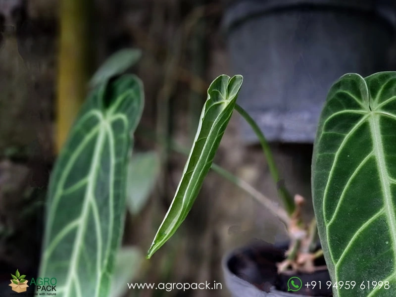 Anthurium-Queen-Warocqueanum-Dark-Narrow5
