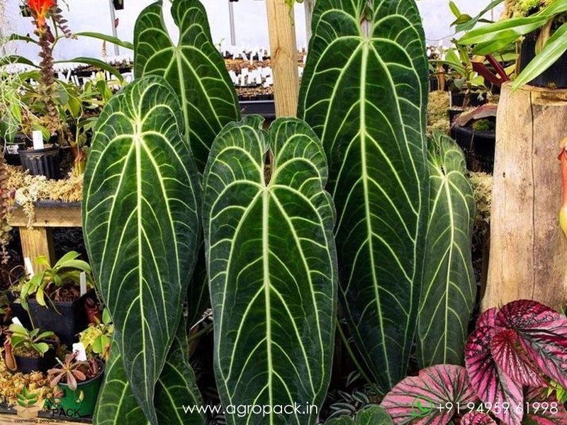 Anthurium-Queen-Warocqueanum-Dark-Narrow6