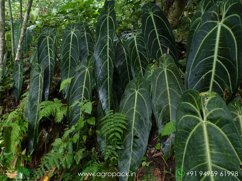Anthurium-Queen-Warocqueanum-Dark-Narrow7