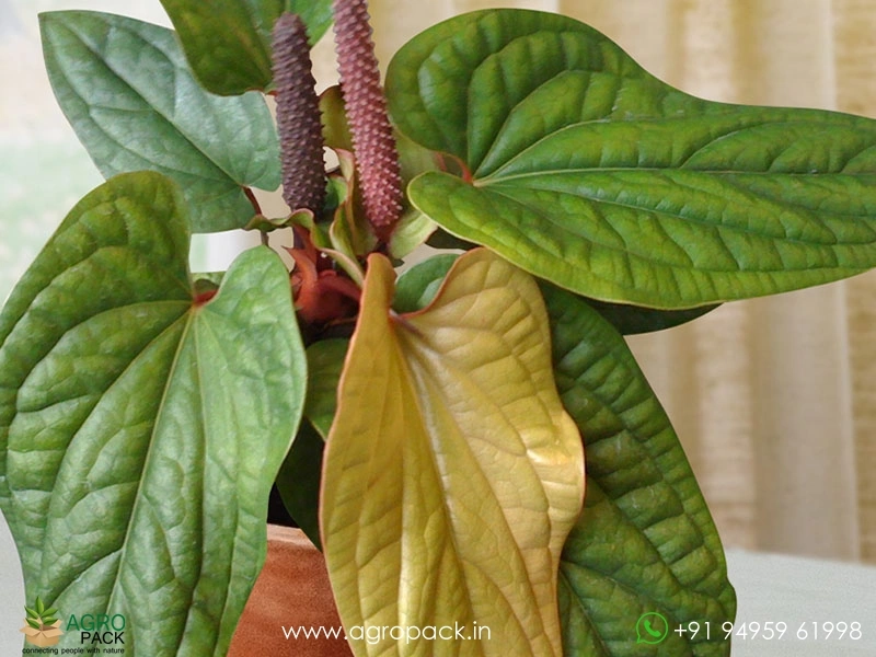 Anthurium-Radicans-×-Luxurians1