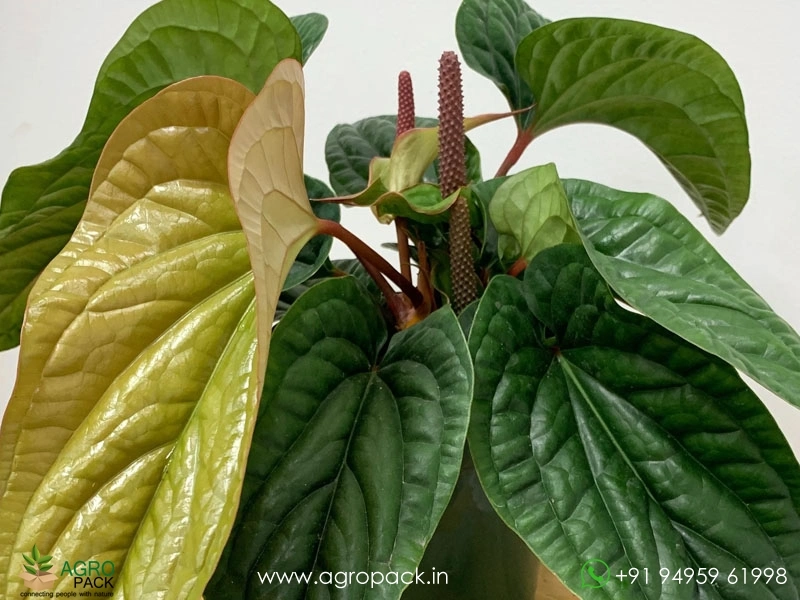 Anthurium-Radicans-×-Luxurians2
