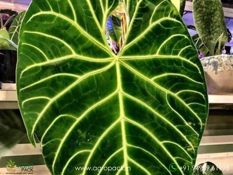 Anthurium-Regale1