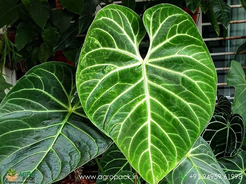 Anthurium-Regale2