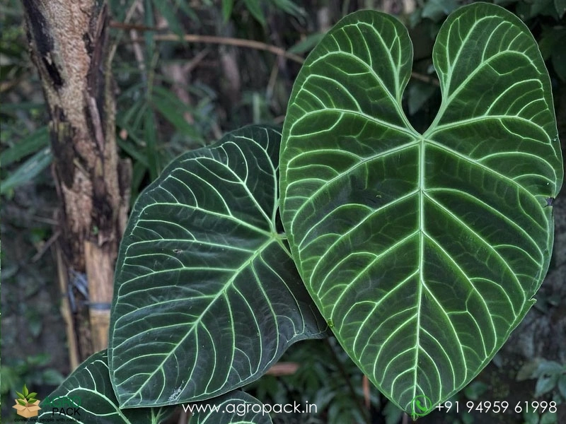 Anthurium-Regale3