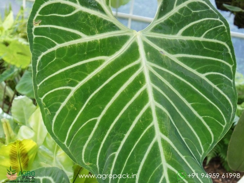 Anthurium-Regale4