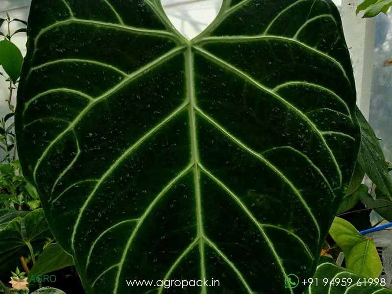 Anthurium-Regale5