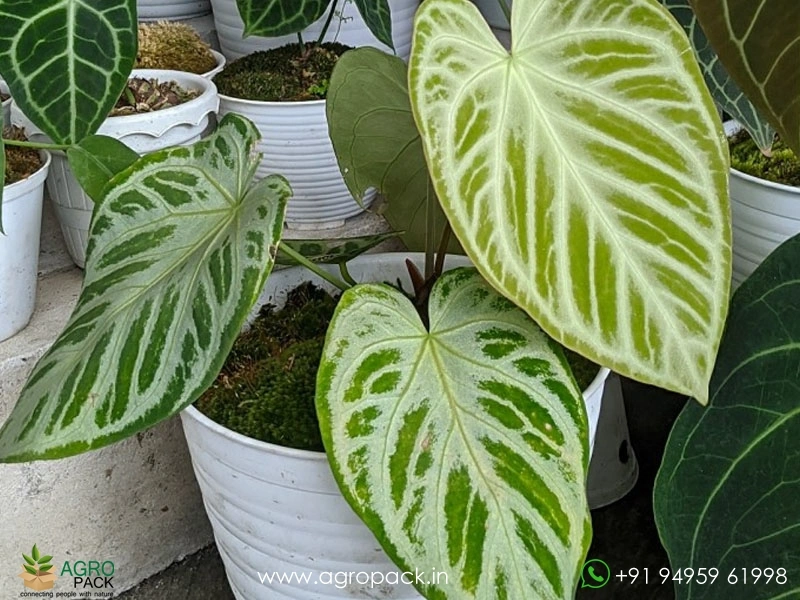 Anthurium-Silver-Blush1
