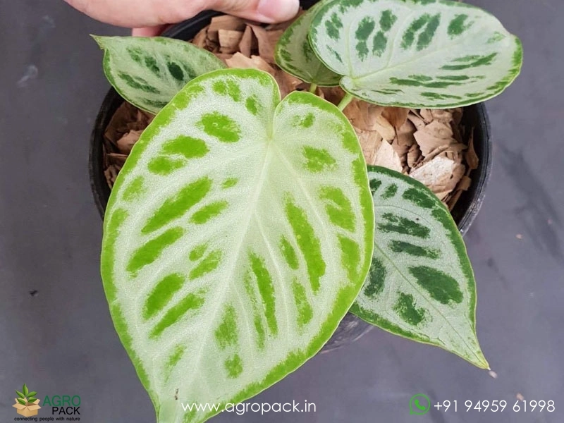 Anthurium-Silver-Blush2