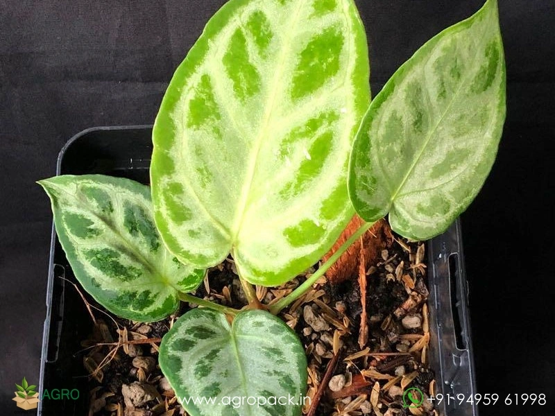 Anthurium-Silver-Blush3