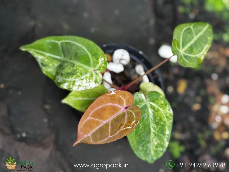 Anthurium-Variegated-Hybrids1