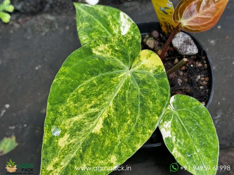 Anthurium-Variegated-Hybrids2