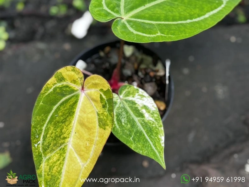 Anthurium-Variegated-Hybrids4
