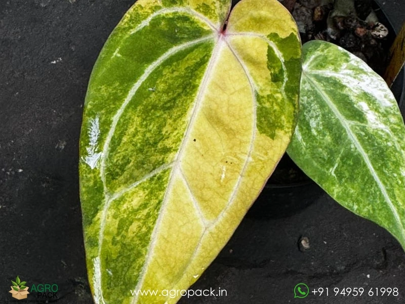 Anthurium-Variegated-Hybrids5