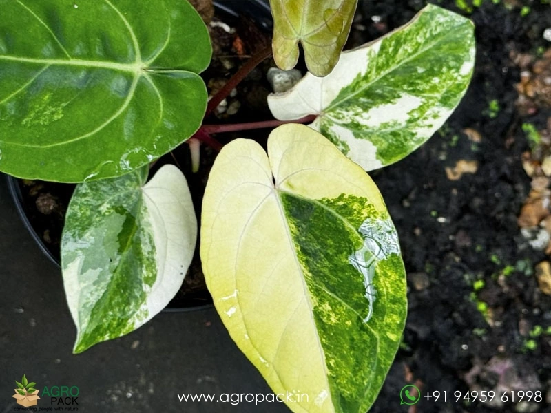 Anthurium-Variegated-Hybrids6